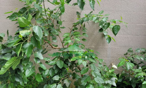 Apartamento à venda na Vila Romana | 3 dormitórios (1 suíte) | Varanda | 1 vaga | Lazer completo